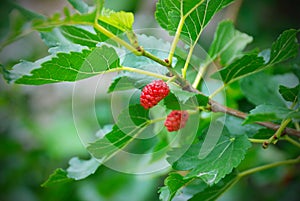 Mulberry berries