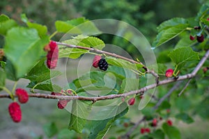 Mulberry berries in forest