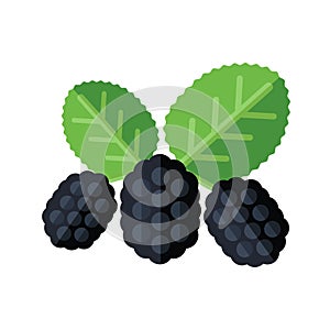 Mulberry berries and leaves vector illustration. Superfood morus or moraceae icon. Healthy detox natural product. Flat design org