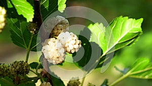 Mulberry berries on a tree branch closeup in the garden. Healthy organic berries