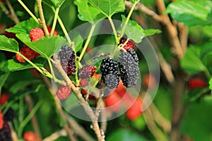 Mulberry berries on tree