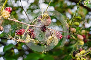Mulberry berries in a web of caterpillars of an American white butterfly