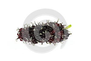 Mulberry berry isolated on the white background