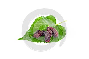 Mulberry berry with leaf isolated on white background macro,mulberries fruit and mulberry leaf on white background healthy