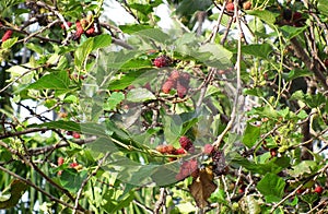 Mulberry : Berry's family fruit Citrus fruits With antioxidants Thailand