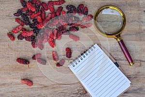 Mulberry ,booknote and magnified