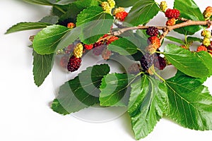 Mulberry branch