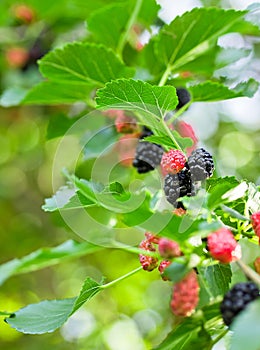 Mulberry branch