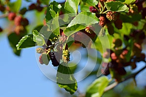 Mulberry branch with berries of varying degrees of maturity