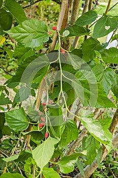 Mulberry Branch with Fruits