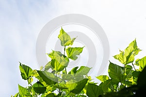 Mulberry branch green leaves on the sky background