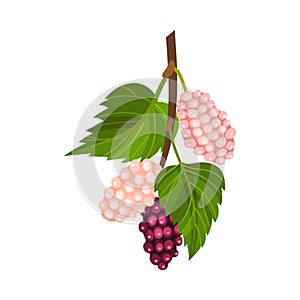 Mulberry Branch with Immature Pink Berries and Red Ones Vector Illustration