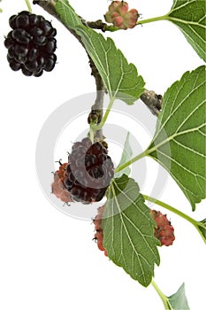 Mulberry branch on white