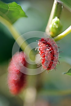 Mulberry fruit