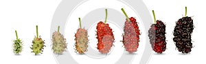 Mulberry fruit from baby light green color until is ripe dark red color.