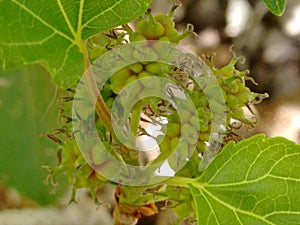 Mulberry fruit, a cluster composed of several small drupes that are green or reddish when immature, and almost black when ripe.