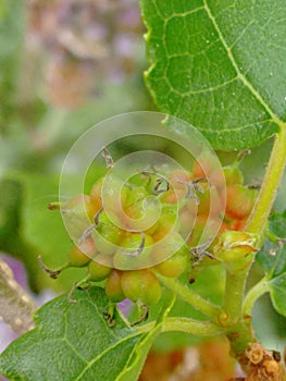 Mulberry fruit, a cluster composed of several small drupes that are green or reddish when immature, and almost black when ripe.