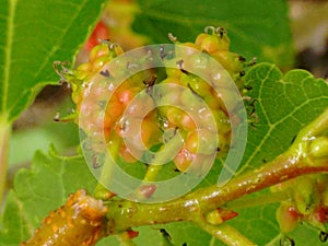 Mulberry fruit, a cluster composed of several small drupes that are green or reddish when immature, and almost black when ripe.