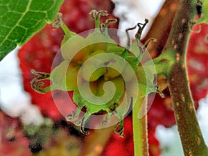 Mulberry fruit, a cluster composed of several small drupes that are green or reddish when immature, and almost black when ripe.