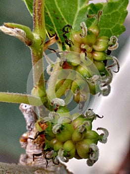 Mulberry fruit, a cluster composed of several small drupes that are green or reddish when immature, and almost black when ripe.