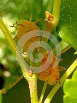 Mulberry fruit, a cluster composed of several small drupes that are green or reddish when immature, and almost black when ripe.