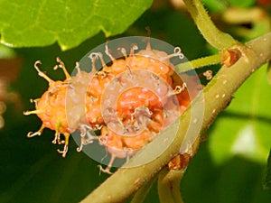 Mulberry fruit, a cluster composed of several small drupes that are green or reddish when immature, and almost black when ripe.