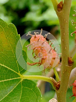 Mulberry fruit, a cluster composed of several small drupes that are green or reddish when immature, and almost black when ripe.