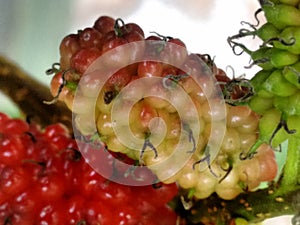 Mulberry fruit, a cluster composed of several small drupes that are green or reddish when immature, and almost black when ripe.