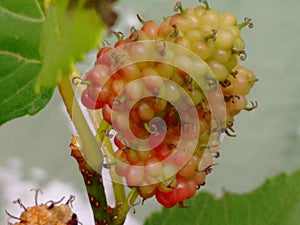 Mulberry fruit, a cluster composed of several small drupes that are green or reddish when immature, and almost black when ripe.