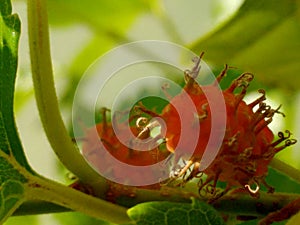 Mulberry fruit, a cluster composed of several small drupes that are green or reddish when immature, and almost black when ripe.