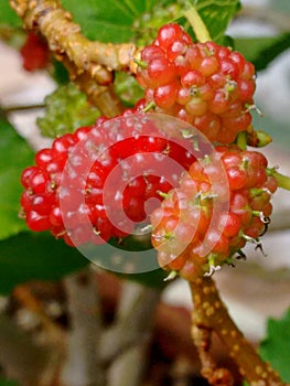 Mulberry fruit, a cluster composed of several small drupes that are green or reddish when immature, and almost black when ripe.