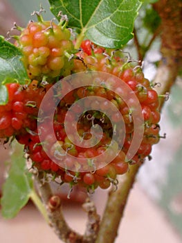 Mulberry fruit, a cluster composed of several small drupes that are green or reddish when immature, and almost black when ripe.