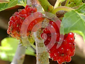 Mulberry fruit, a cluster composed of several small drupes that are green or reddish when immature, and almost black when ripe.