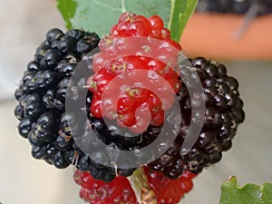 Mulberry fruit, a cluster composed of several small drupes that are green or reddish when immature, and almost black when ripe.