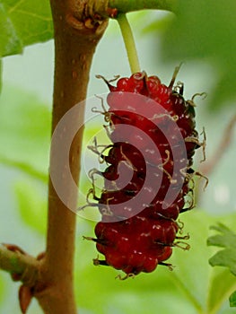 Mulberry fruit, a cluster composed of several small drupes that are green or reddish when immature, and almost black when ripe.