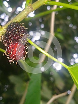 Mulberry fruit from Ernakulam Kerala
