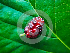 Mulberry fruit on a green leaf close-up