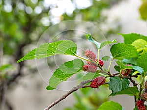 Mulberry fruit and green leaves on the tree. Mulberry this a fruit and can be eaten in have a red and purple color. Mulberry