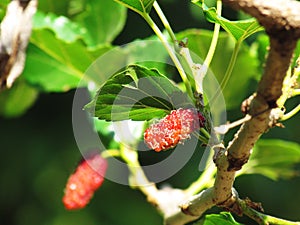 Mulberry Fruit leaf extract on tree