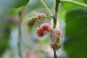 Mulberry fruit, Morus sp.