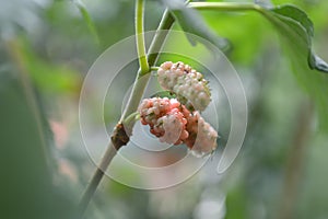 Mulberry fruit, Morus sp.