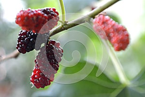 Mulberry fruit, Morus sp.