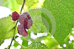 Mulberry fruit Morus sp.