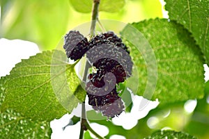 Mulberry fruit Morus sp.