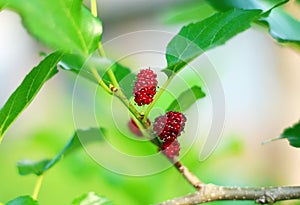 Mulberry fruits also known as Morus rubra for the red species