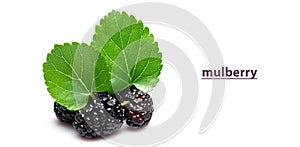 Mulberry fruits with green leaves isolated on white background