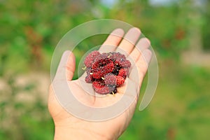 Mulberry fruits on hand. Organic fruit
