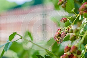 Mulberry in garden