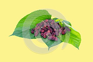 Mulberry and the green leaf isolated yellow