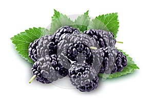 Mulberry isolated. Group of berries